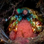 Peacock mantis shrimp with eggs, in the Philippines.