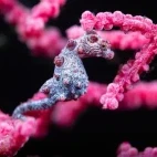 Pygmy seahorse in the Philippines.