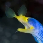 Colourful ribbon eel in Anilao, Philippines.