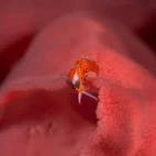 Ringed favorinus nudibranch, Philippines.