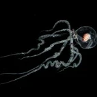 Wunderpus photogenicus octopus, in larval stage. Photographed during a blackwater dive.