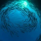 Barracuda in the Philippines