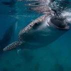 Whale shark in the Philippines
