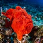 Frogfish in the Philippines