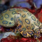 A blue-ringed octopus in the Philippines.