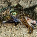 Bob-tailed squid eating a shrimp in the Philippines.