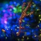 Ghost pipefish in the Philippines.