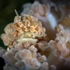 Nudibranch phyllodesmium in the Philippines.