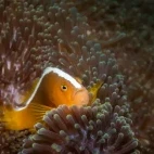 Orange anemonefish in an anemone in the Philippines.