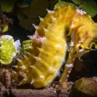 A spiny seahorse in the Philippines.