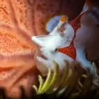 Warty frogfish in the Philippines.