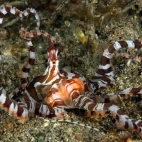 A wonderpus photogenicus in the sand, Philippines.