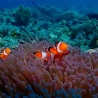 Anemonefish in the Philippines