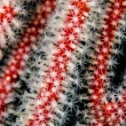 Stunning coral of the Philippines.