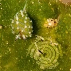 Shaun the sheep nudibranch.