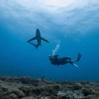 Thresher shark and diver in the Philippines