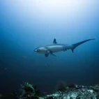 Thresher shark in the Philippines