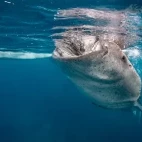 Whale shark on the surface of the water.