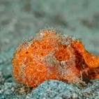 Juvenile frogfish in the sand.