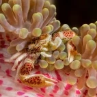 Porcelain crab in an anemone, Philippines.