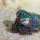 Bobtail squid.