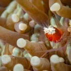 Commensal shrimp hiding in an anemone, Philippines.