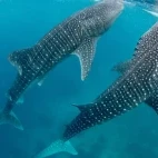 Two whale sharks in the Philippines.
