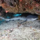 White-tip reef shark in the Philippines.