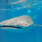Whale shark in the Philippines