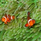 Pair of anemonefish in Thailand