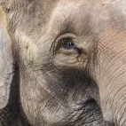 Asian elephant in Thailand