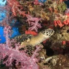 Hawksbill turtle & coral reef in Thailand