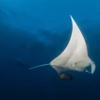 Manta ray in Thailand