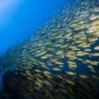 Yellow fish in the Similan Islands, Thailand