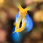 Blue ribbon eel in Alor, Indonesia