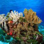 Coral bommie in Alor, Indonesia