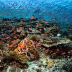 Coral reef in Alor, Indonesia