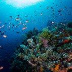 Coral reef and anthias in Alor, Indonesia