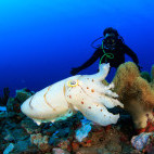 Diver and cuttlefish in Alor, Indonesia