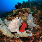 Giant frogfish in Alor, Indonesia
