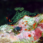 Nudibranch in Alor, Indonesia