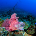 Rhinopias in Alor, Indonesia