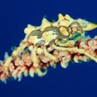 Xeno crab in Alor, Indonesia