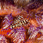 Coleman shrimp in Ambon, Indonesia