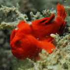 Frogfish in Ambon, Indonesia.