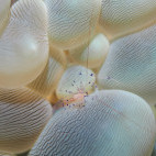 Glass shrimp in Ambon, Indonesia.