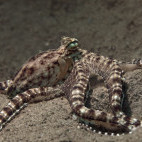 Mimic octopus in Ambon, Indonesia