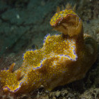 Ceratosoma tenue nudibranch in Ambon, Indonesia.