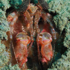 Peacock mantis shrimp in Ambon, Indonesia.