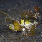 Scorpionfish in Ambon, Indonesia
